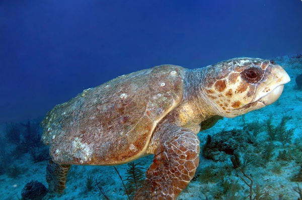 loggerhead sea turtle
