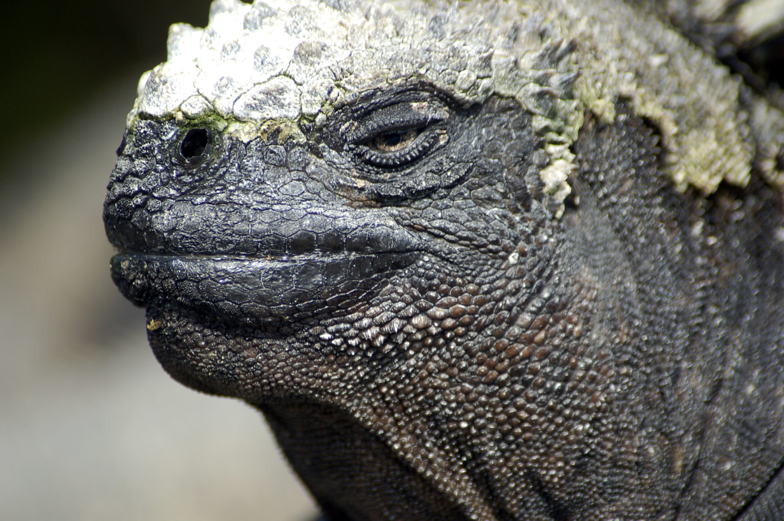 marine iguana