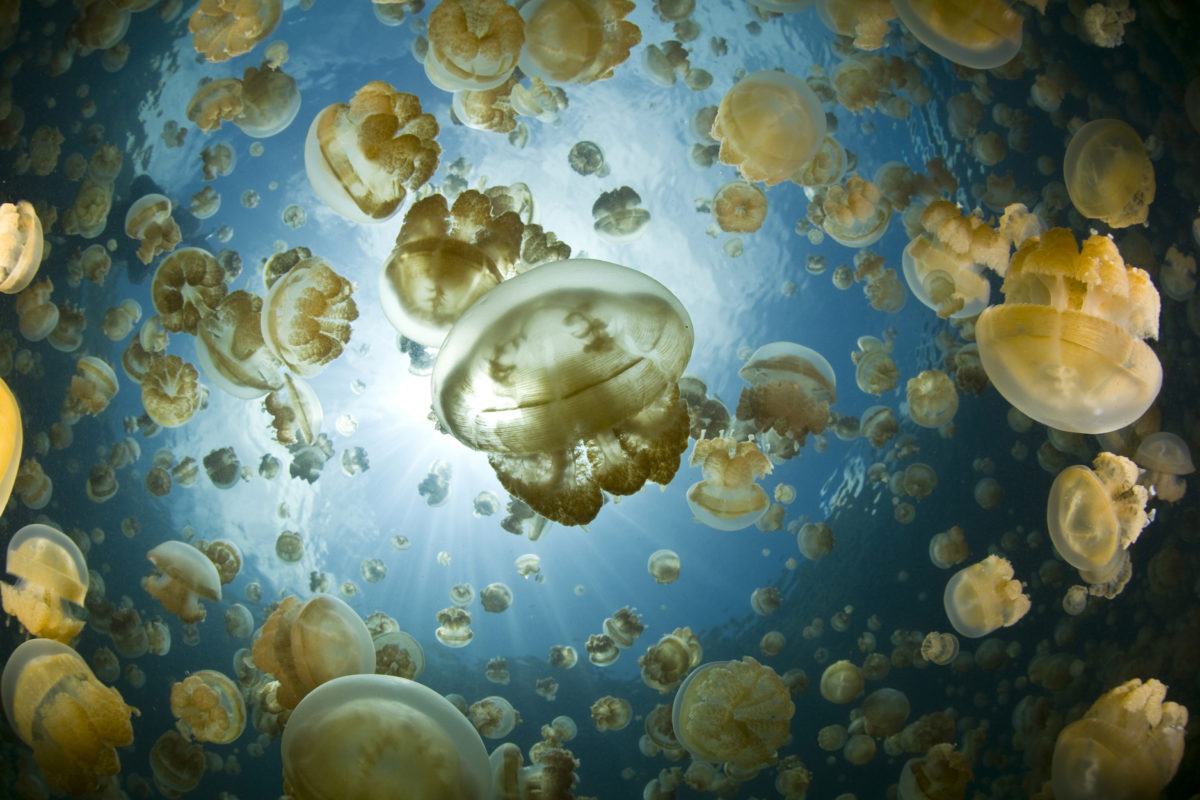 Millions of jellyfish, Mastigias papua etpisonii, fill a unique marine lake in Palau. There are five marine lakes, that each have their own endemic jellyfish, scattered throughout Palau.