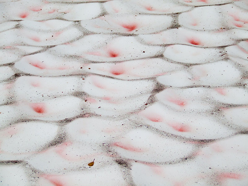 800px-Chlamydomonas_nivalis_Ökologix