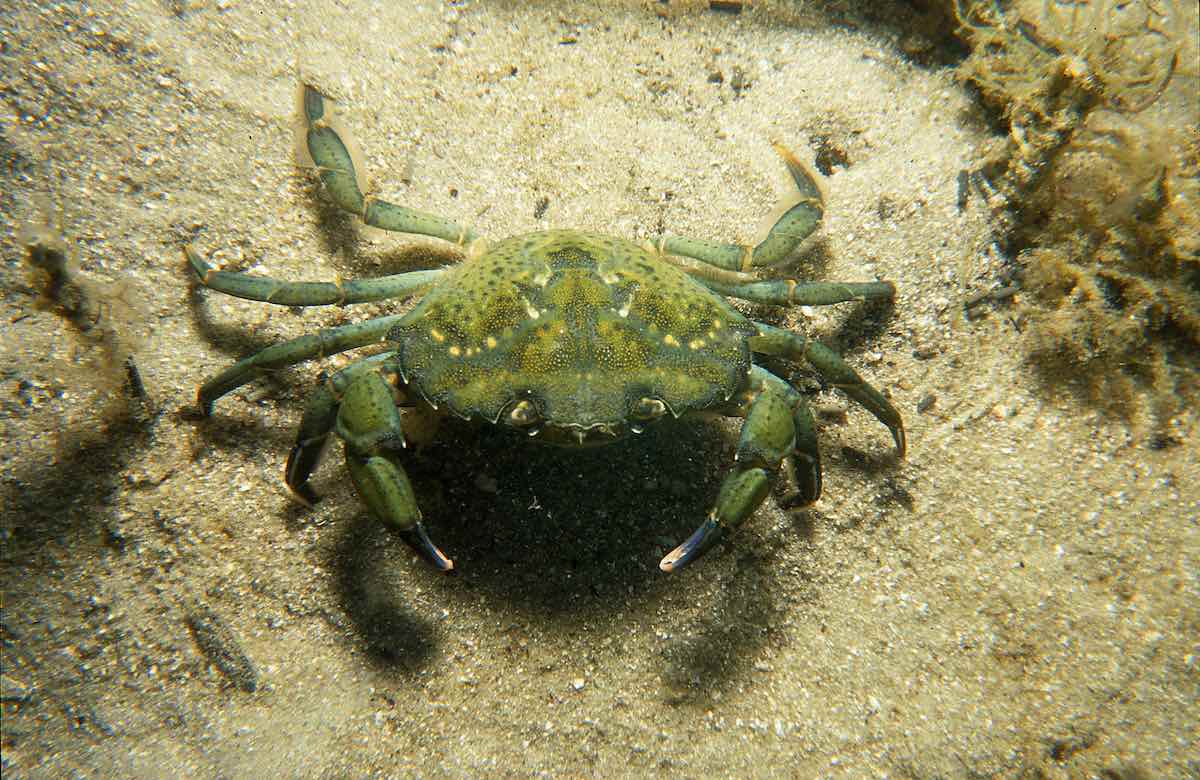 CSIRO_ScienceImage_864_Carcinus_maenas_European_Green_Crab
