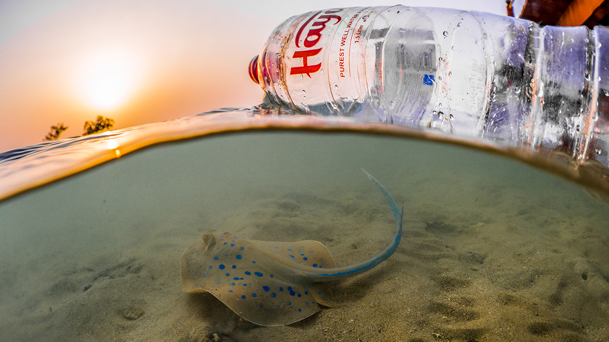 stingray and a plastic bottle in the ocean