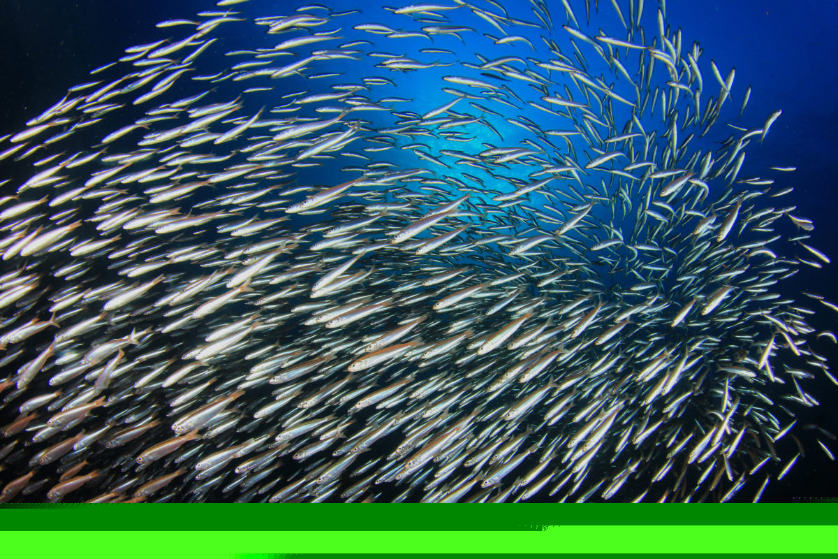 A school of Sardine fish in the ocean
