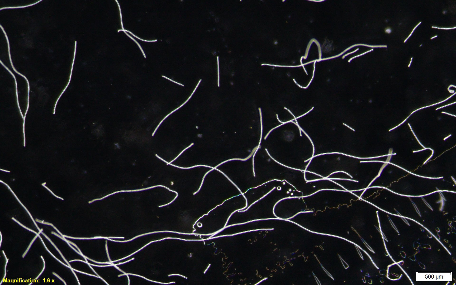 fiber-for_feeding_experiment