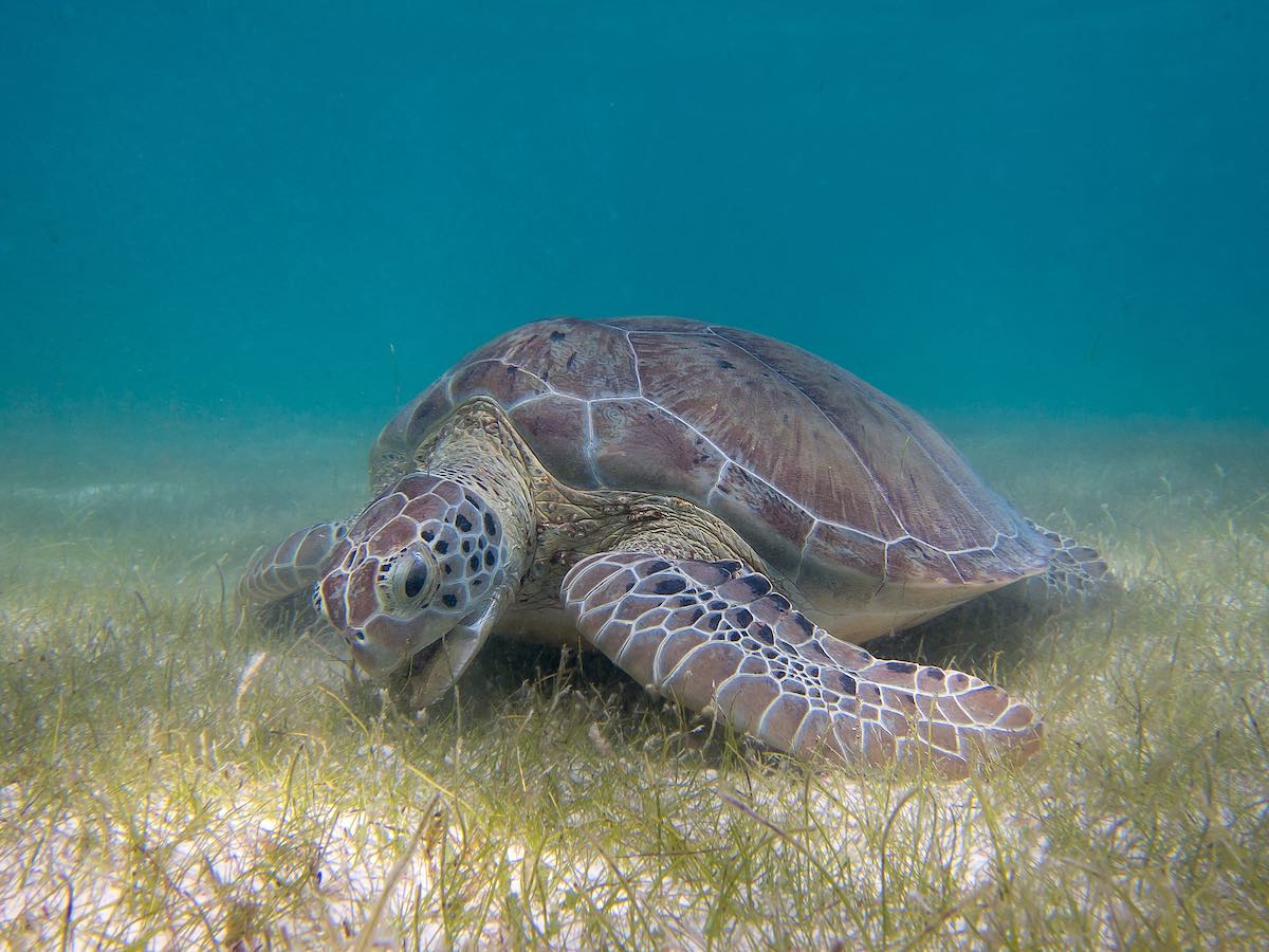 2048px-Green_Sea_Turtle_grazing_seagrasssm