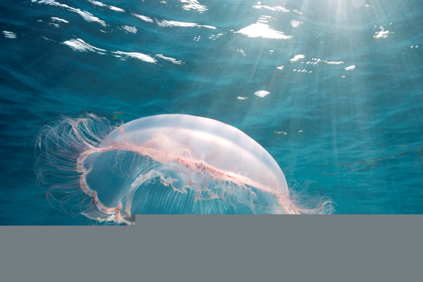 Underwater photograph of majestic moon jellyfish floating along the waves
