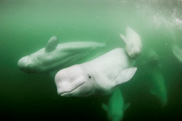 Underwater photograph of a peaceful family of beluga whales swimming