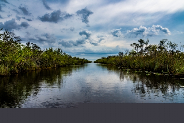 Image of the Everglades in Miami, Florida.