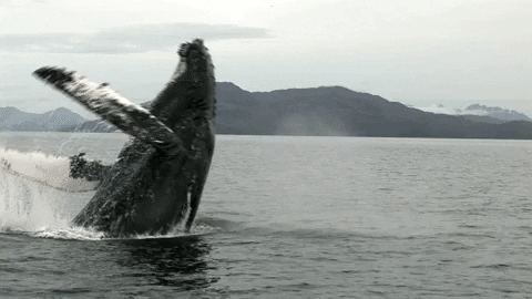 Moving image of humpback whale breaching