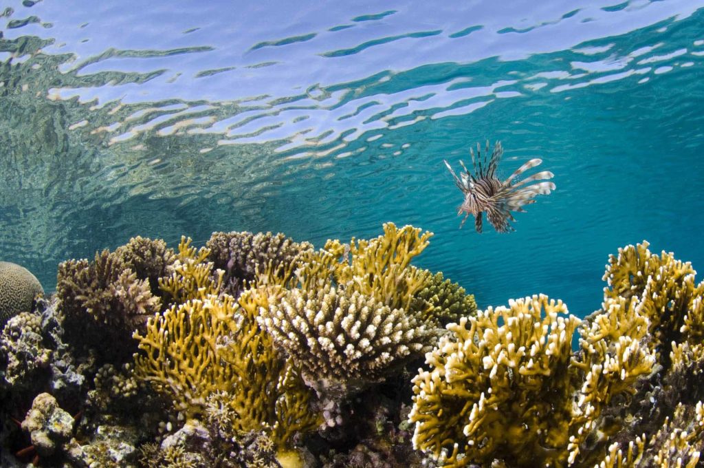 Beautiful yellow corals in Aqaba, Jordan with a lone lionfish swimming nearby.