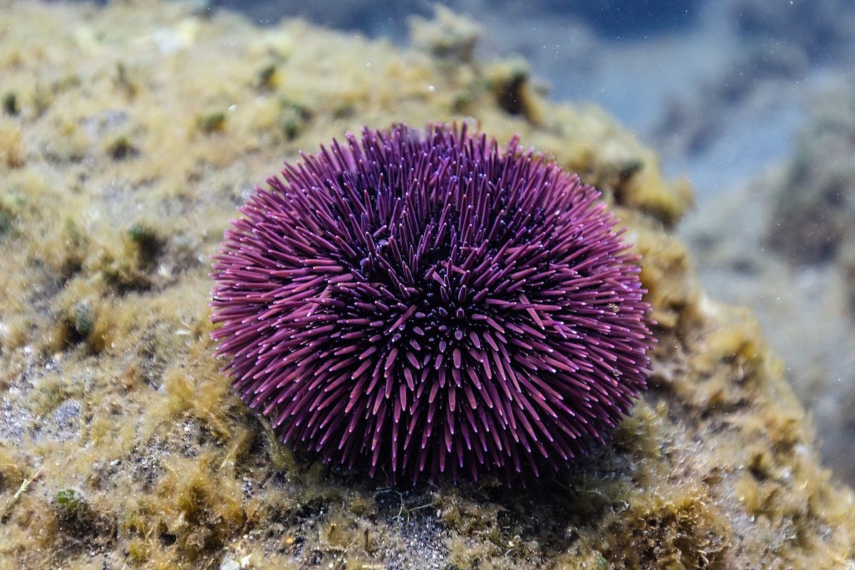 1280px-Erizo_de_mar_violáceo_(Sphaerechinus_granularis),_Madeira,_Portugal,_2019-05-31,_DD_36
