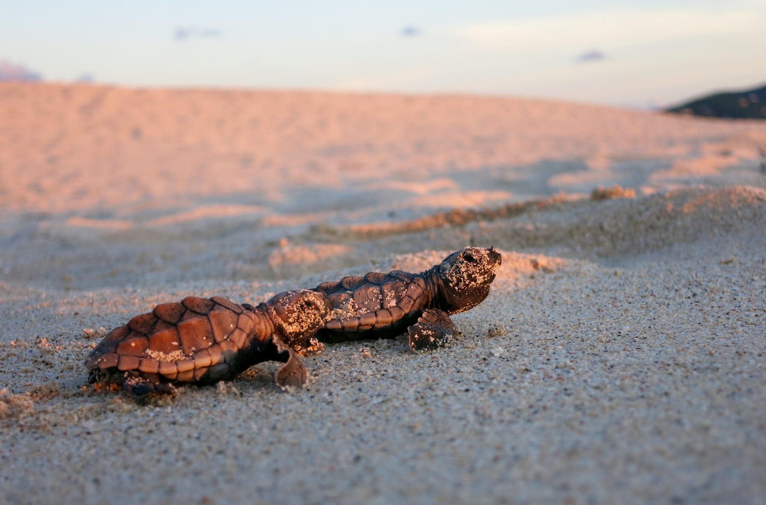 Two sea turtle hatchlings crawl towards the sea lit by the golden pink glow of sunrise.