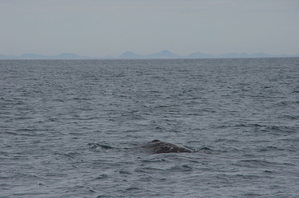 A gray whale near the shore of St. Lawrence Island, Alaska, with the coastal mountains of Chukotka, Russia, in the distance.