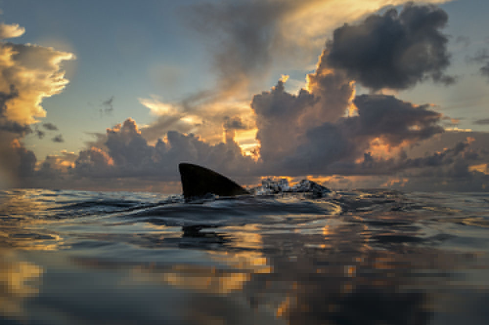 Laying flat on the dive platform of the boat, I photographed this lemon shark as it swam along the surface during a beautiful sunrise.
