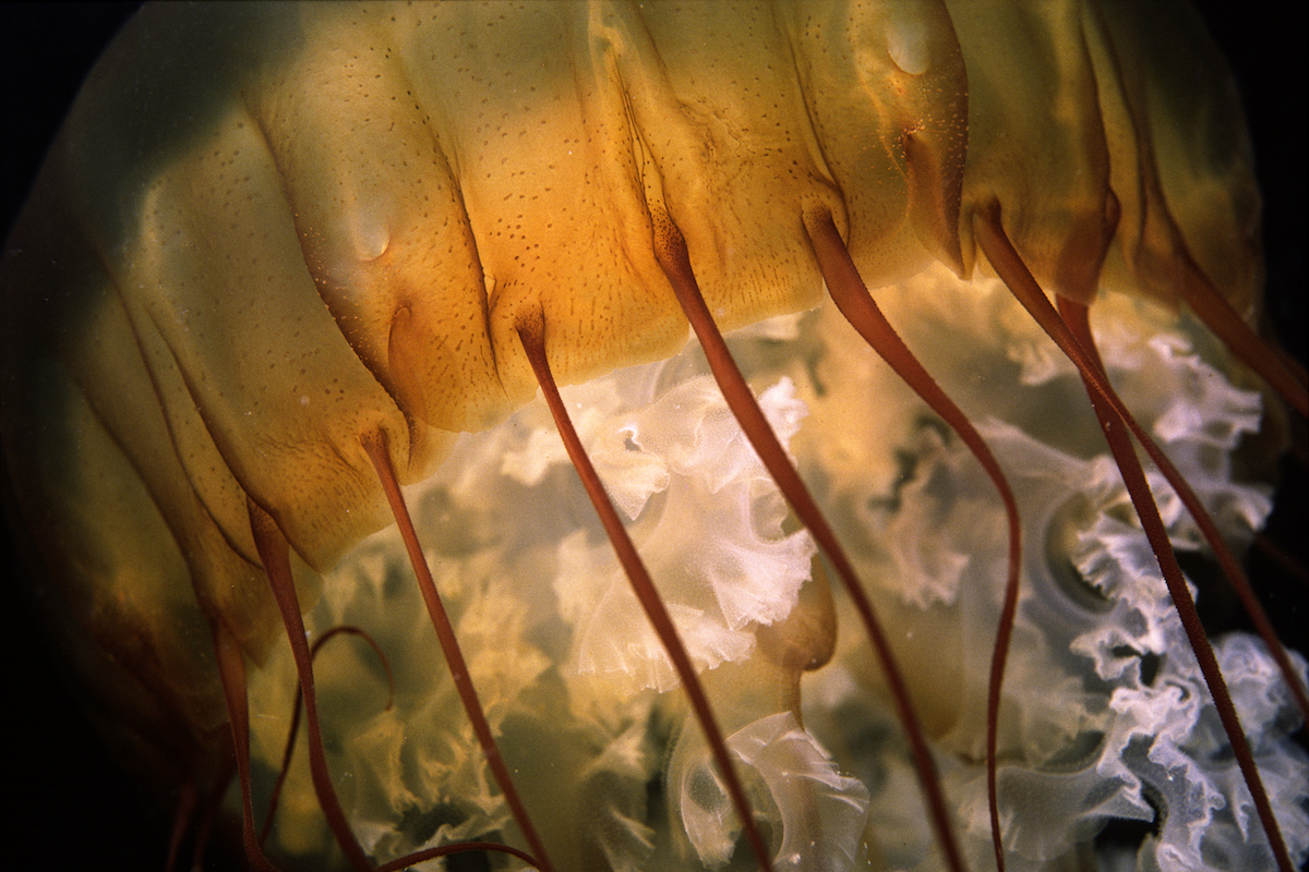 Up close photograph of an orange sea jelly.