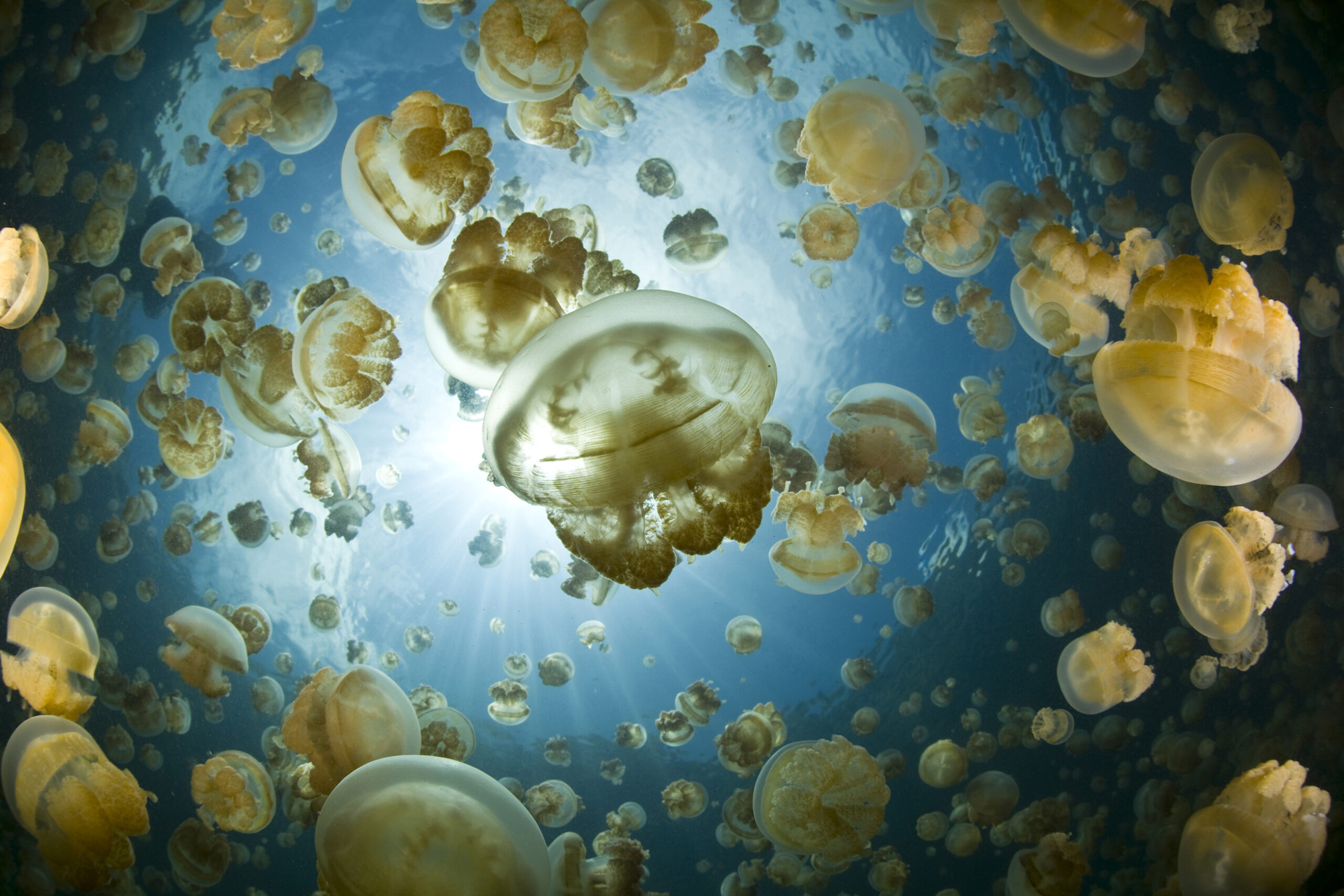 A bloom of golden sea jellies illuminated by a bright sun.
