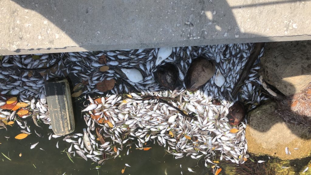 A group of dead fish floating on the water's surface.