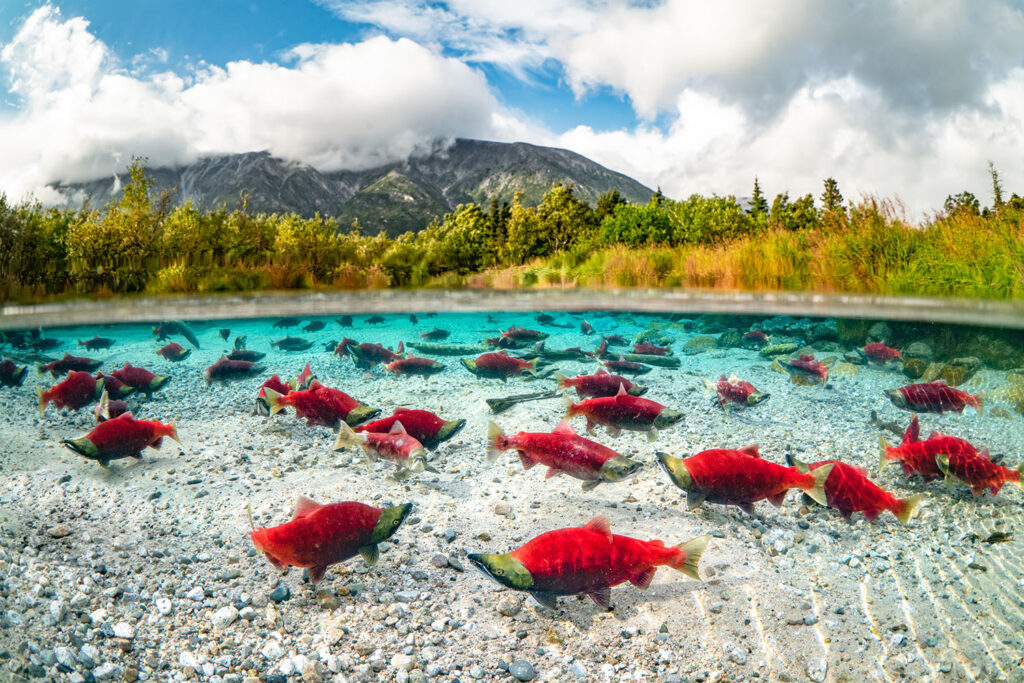 Sockeye salmon spawn in a spring-fed pond system a few feet from Iliamna Lake which would be affected by the nearby proposed Pebble Mine.