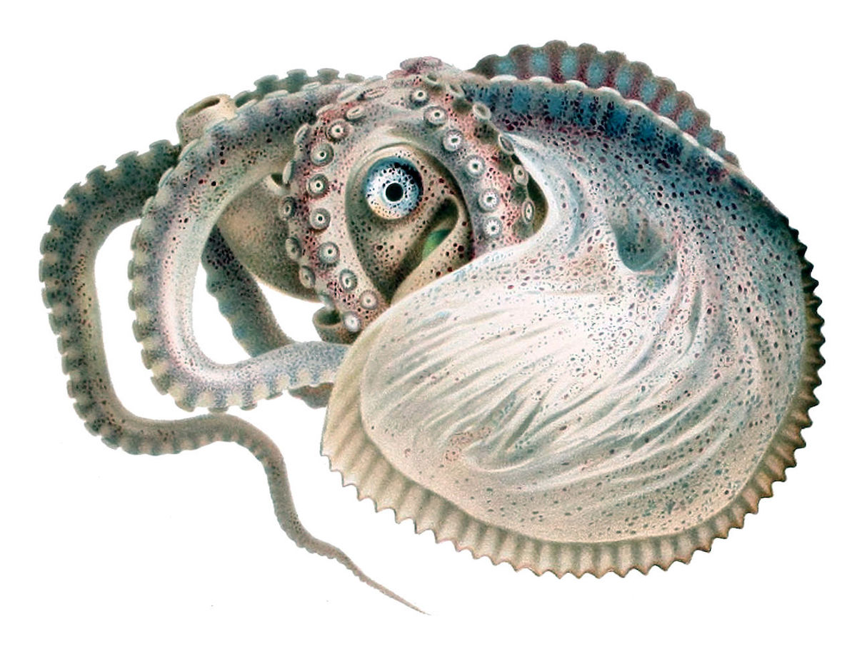 1280px-Argonauta_argo_Merculiano