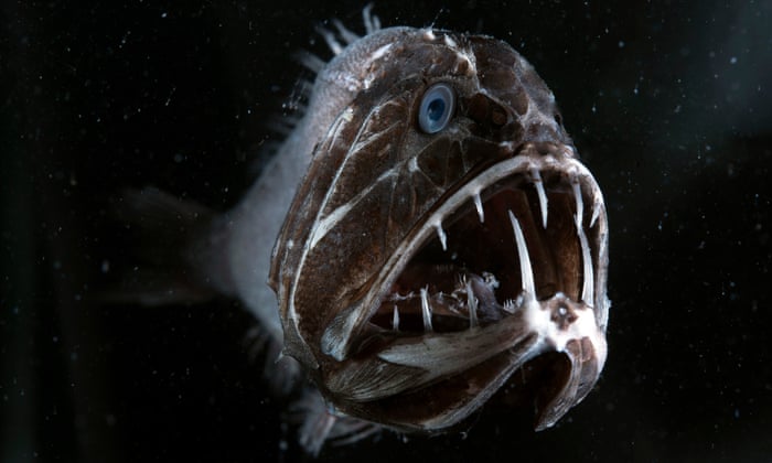 Close up of brown fish with sharp, fang-like teeth.