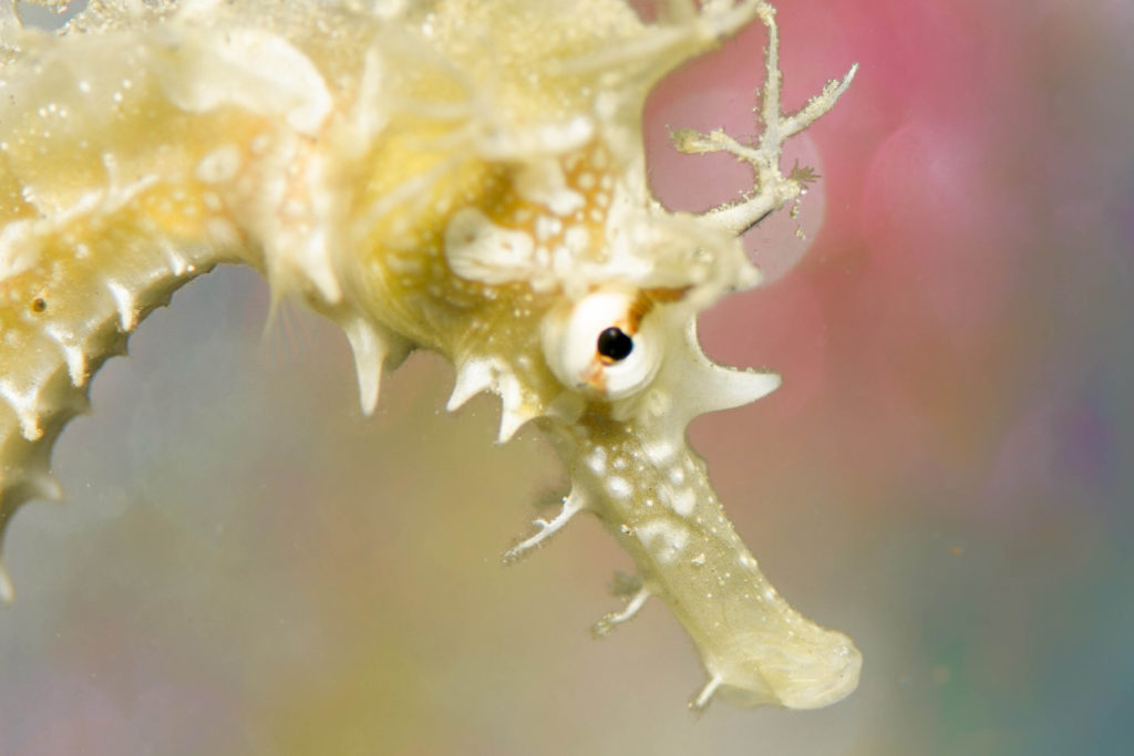 seahorse