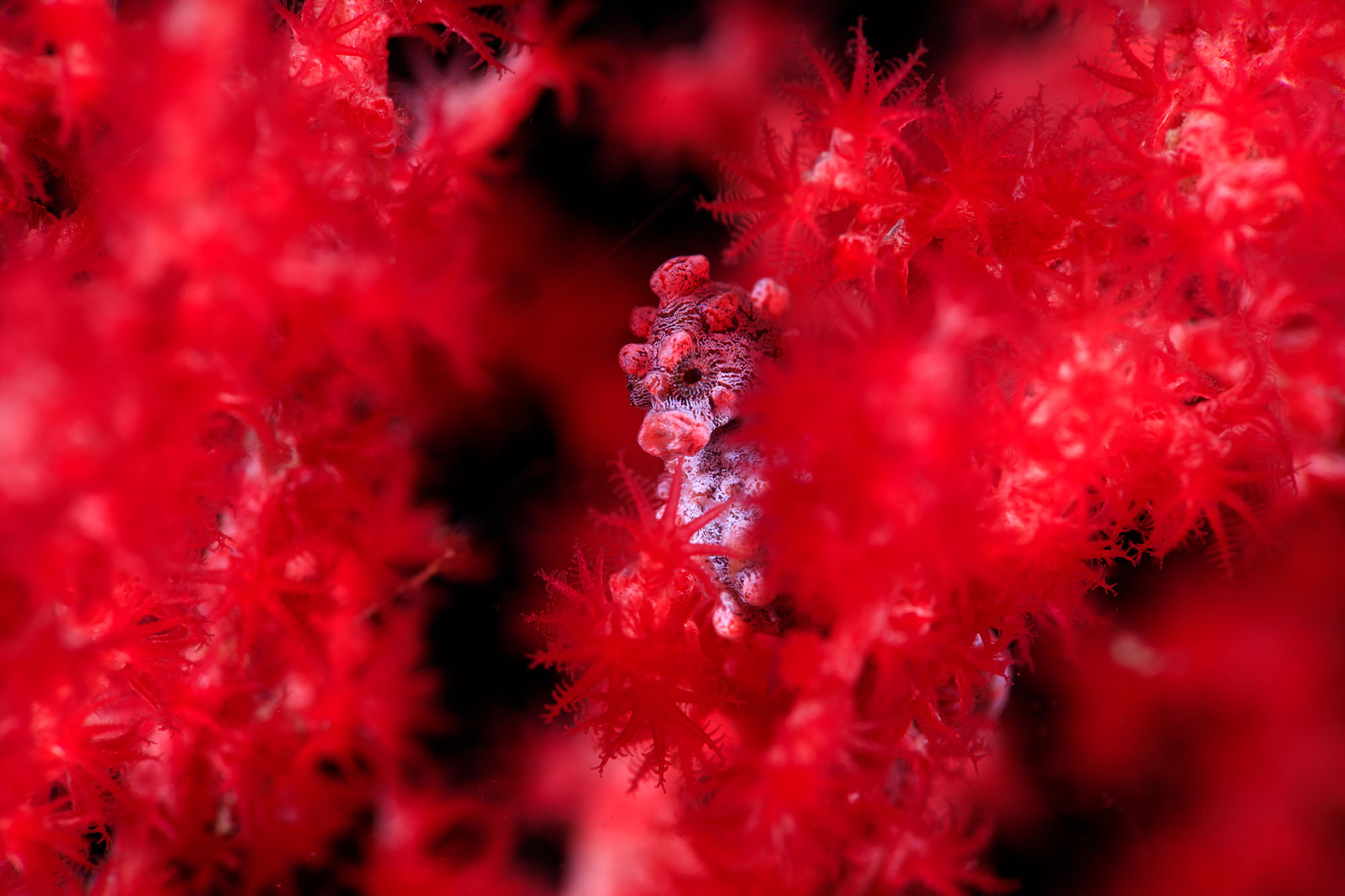 seahorse