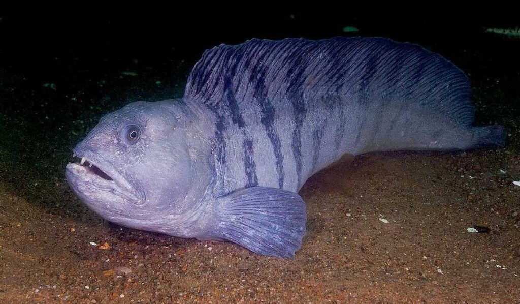 Wolffish