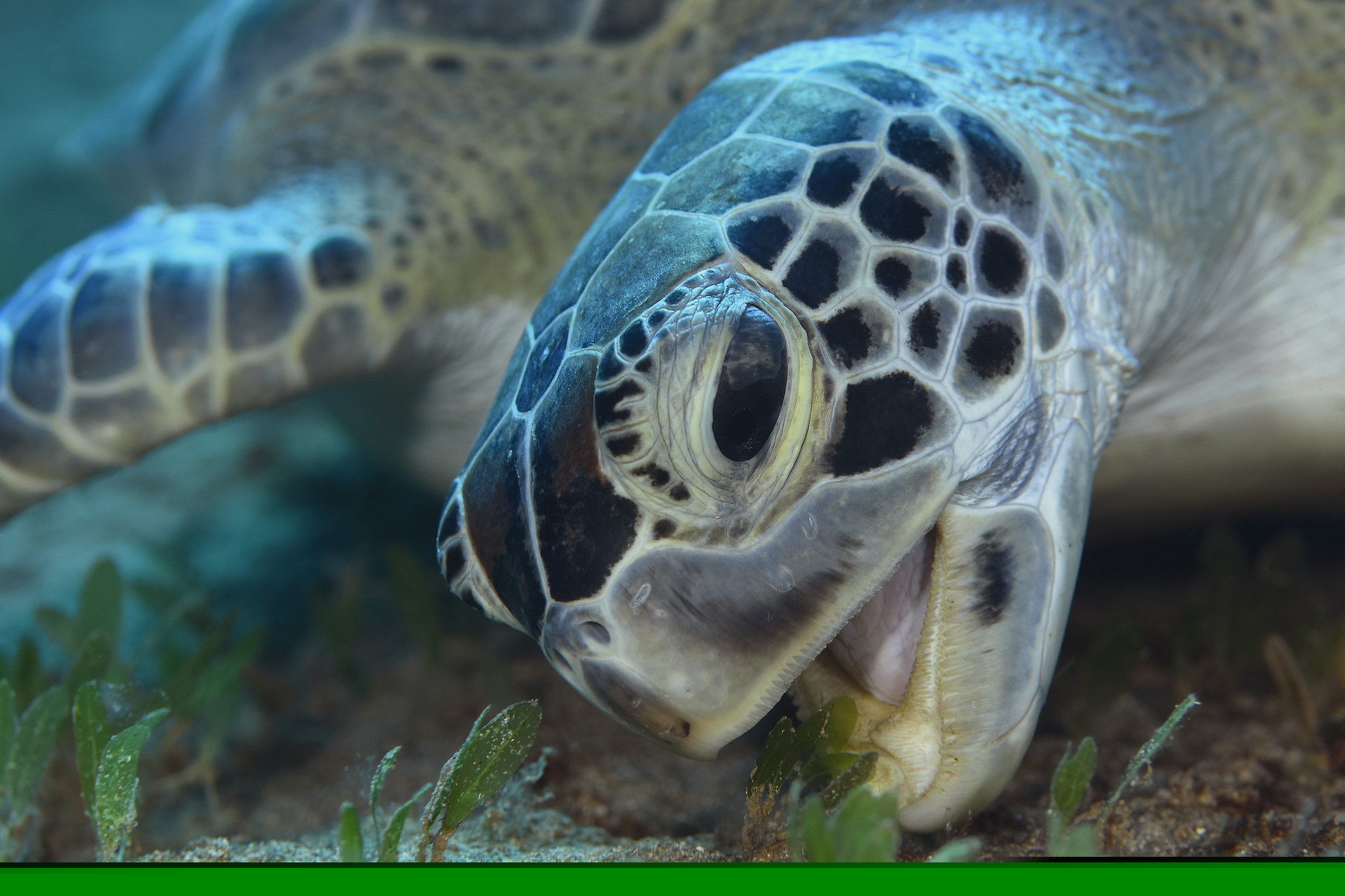A hungry green sea turtle.