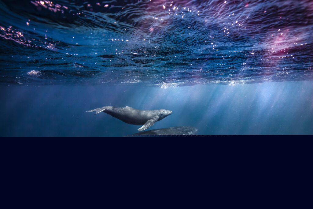 A young humpback calf and their mother cruise along in the warm Hawaiian waters