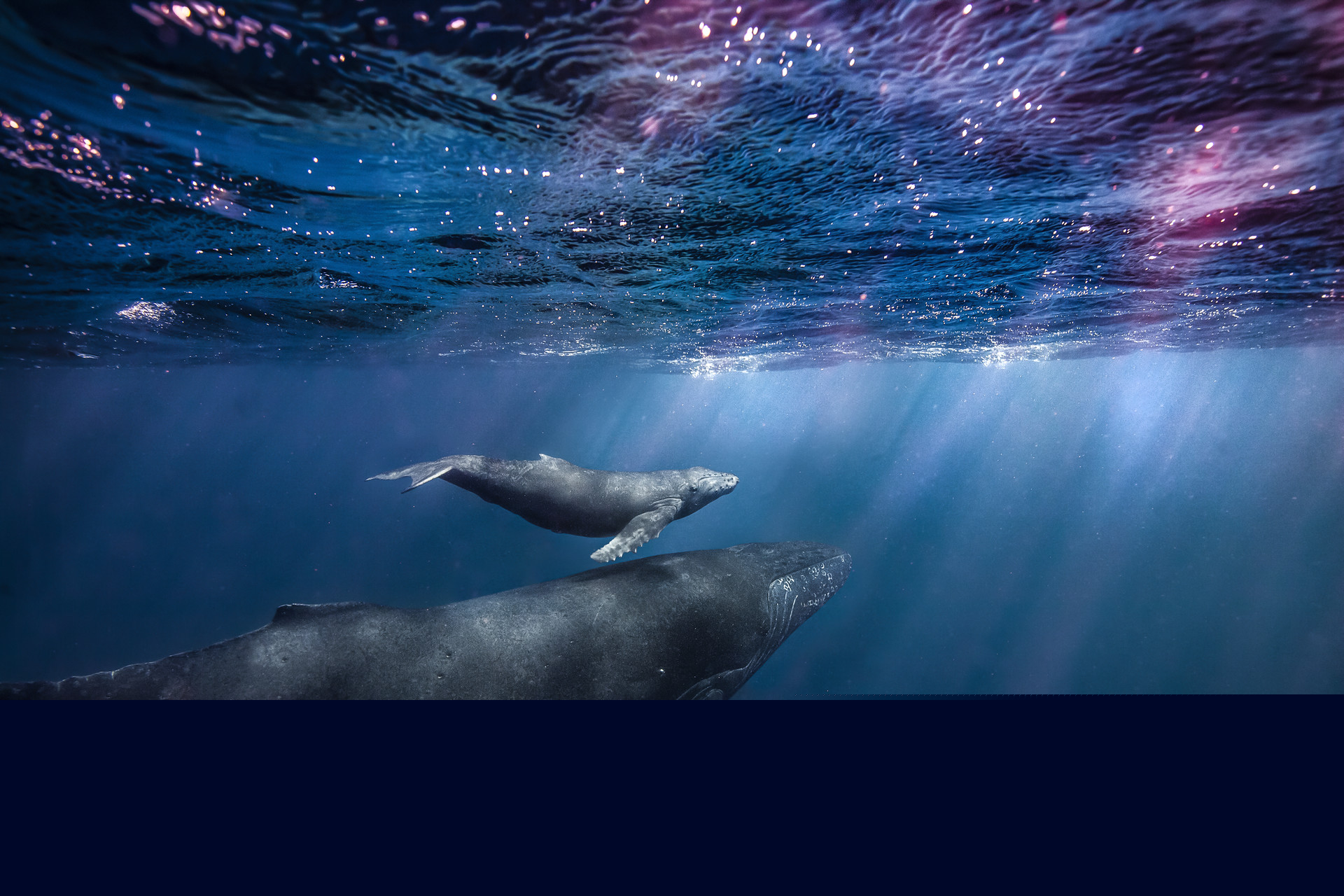 A young humpback calf and their mother cruise along in the warm Hawaiian waters