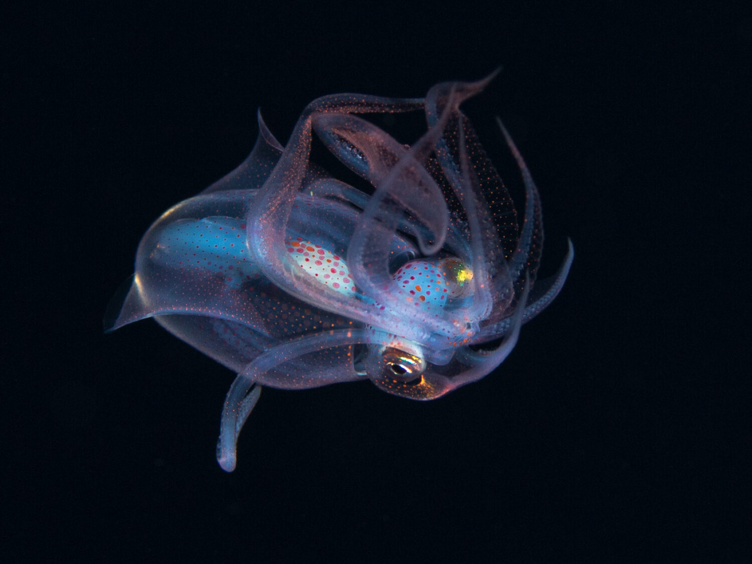 JuvenileDiamondbackSquid_Rajiv_Bhambri