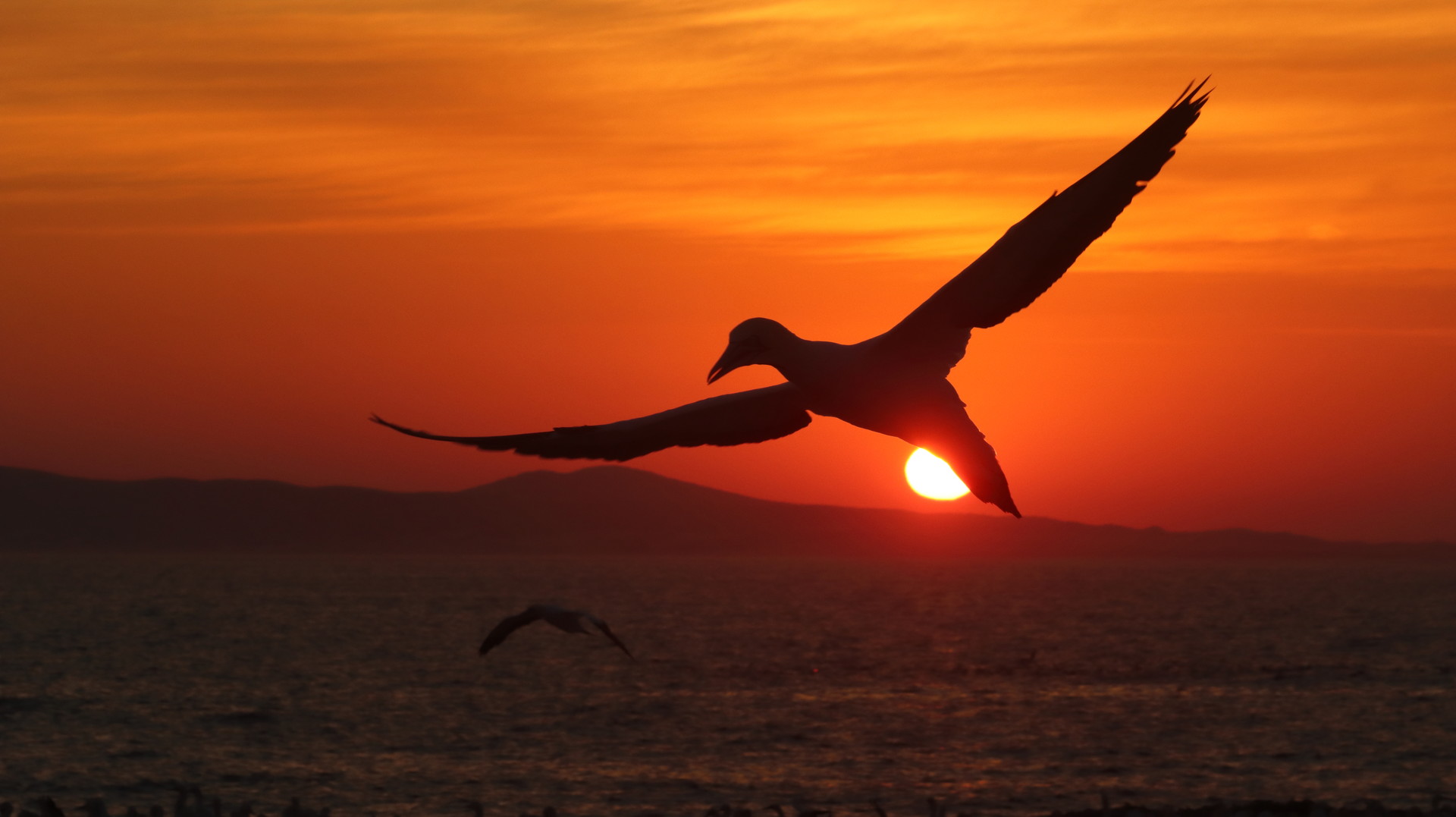 SunriseCapeGannetSilhouette_Eduard_Drost