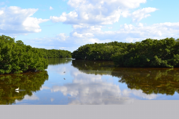 Clouds reflected over the ocean near a beautiful mangrove coast in Weedon Island State Park, Florida.