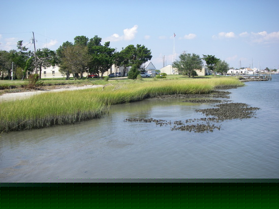Wetlands coast