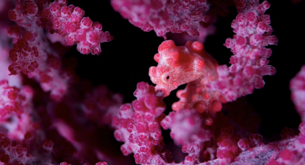 Pygmy Seahorse