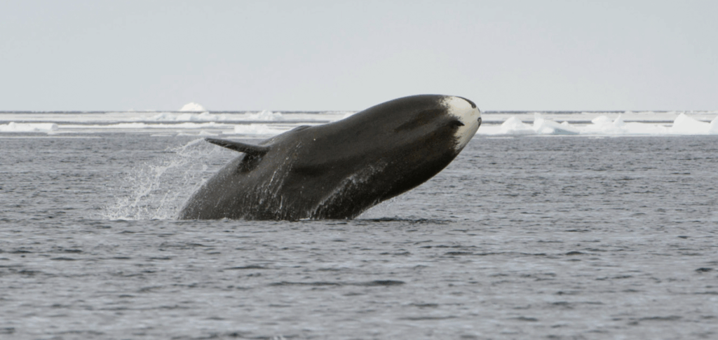 Bowhead Whale