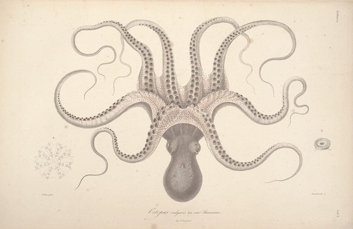 octopus_historical_02