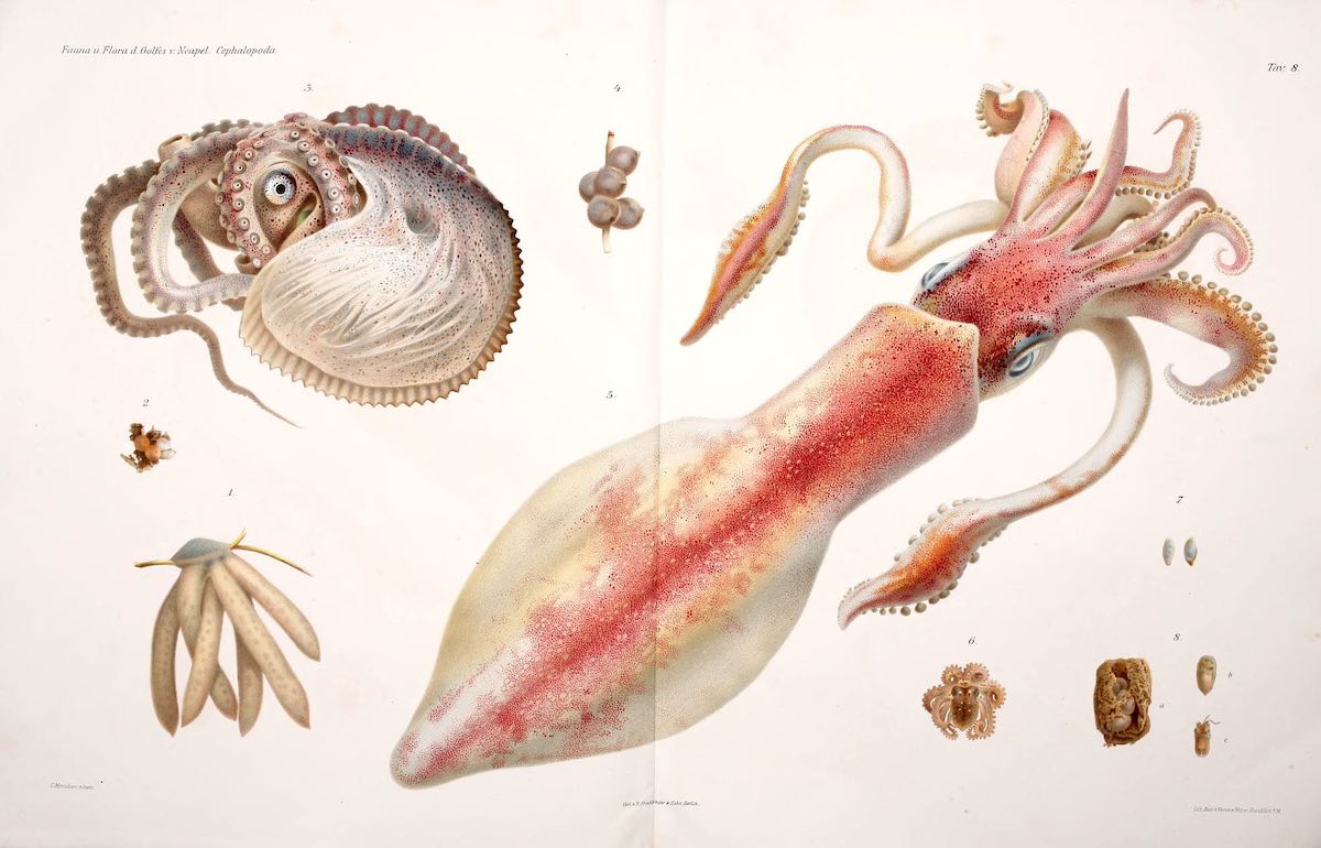 octopus_historical_04