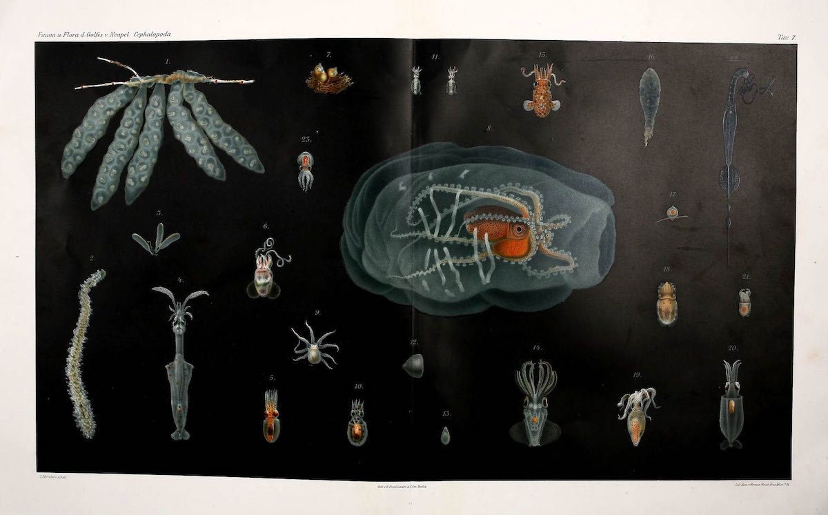 octopus_historical_06