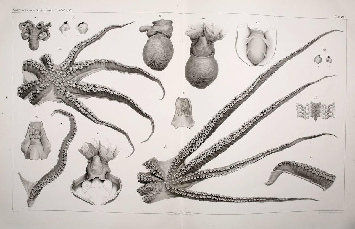 octopus_historical_07
