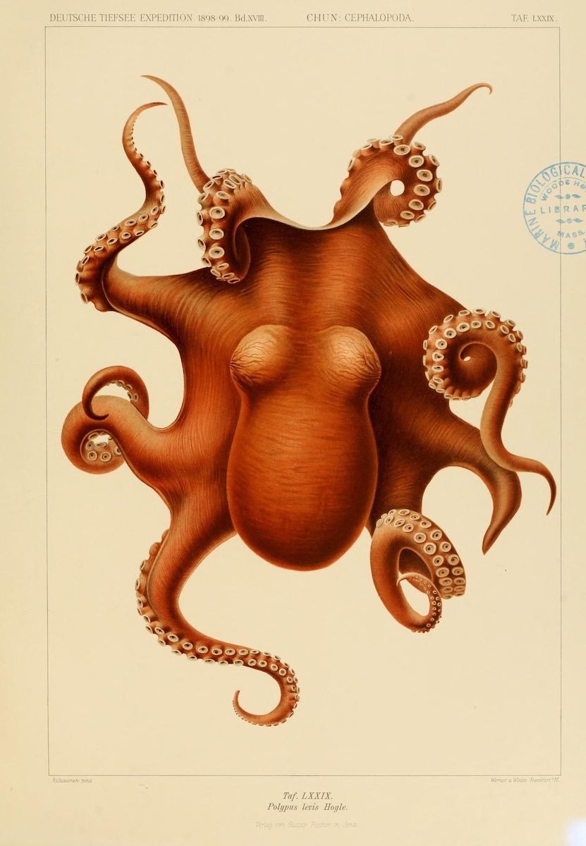 octopus_historical_08