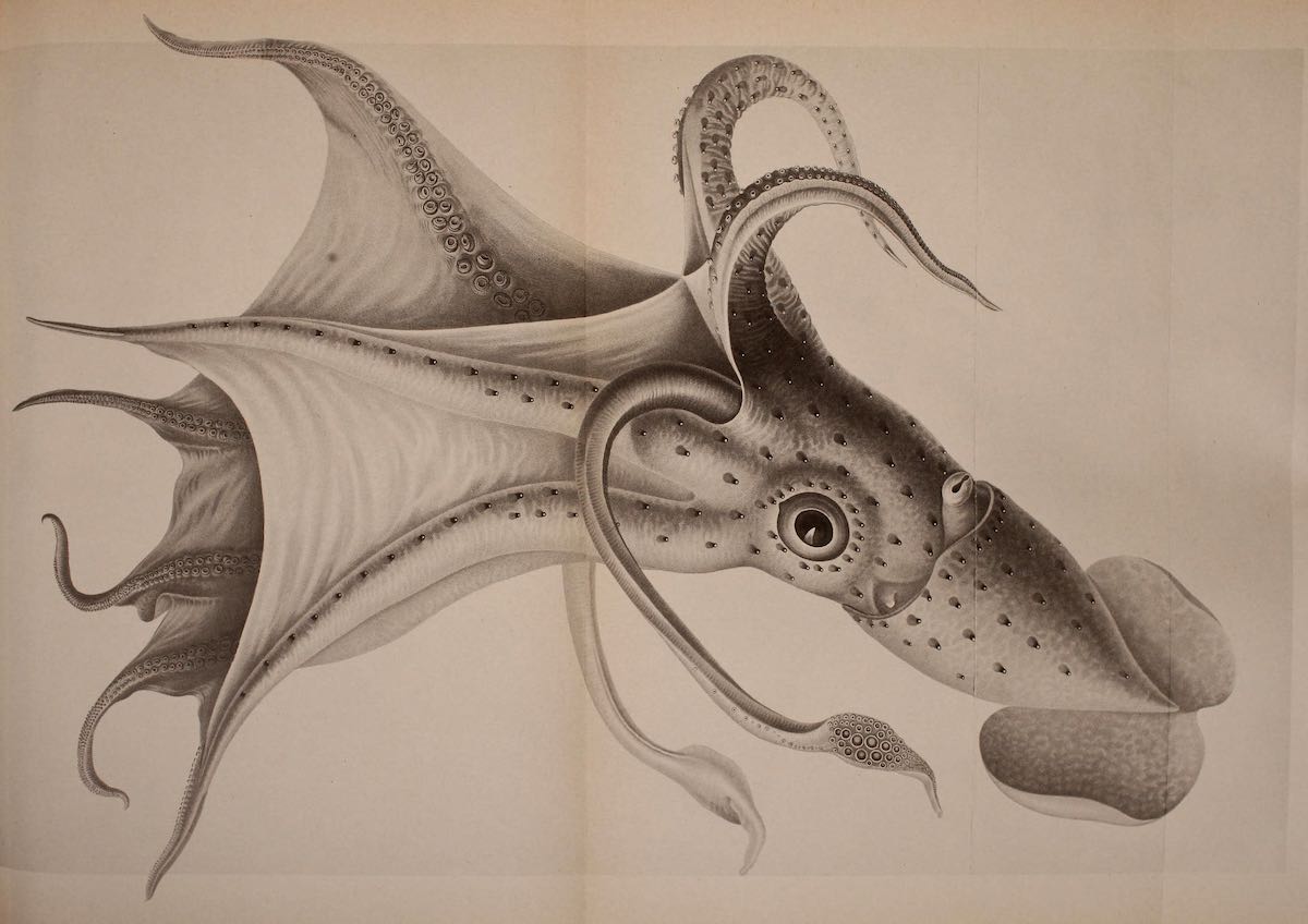 octopus_historical_09