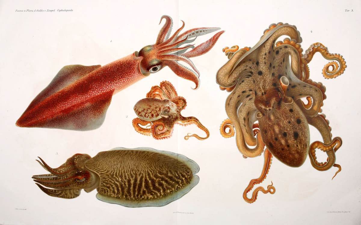 octopus_historical_10