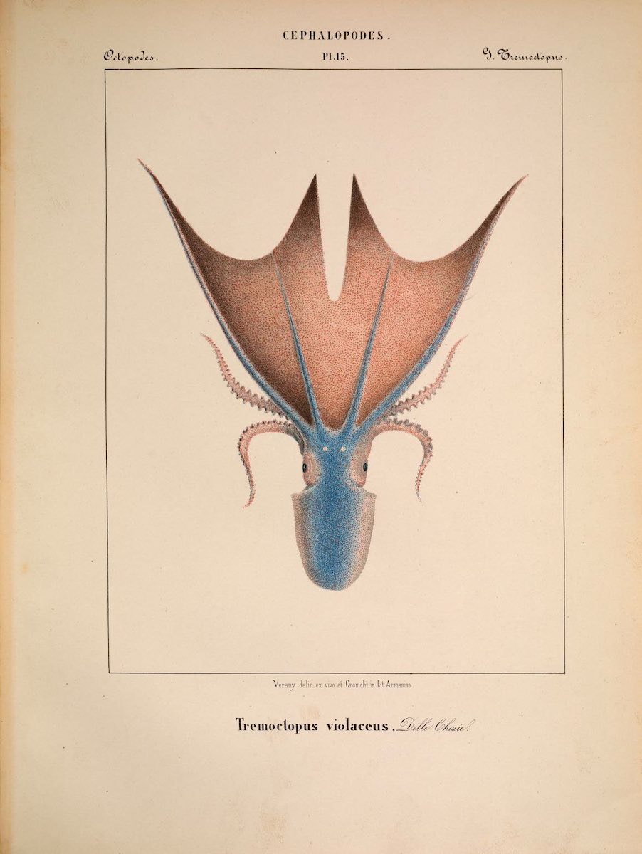 octopus_historical_11