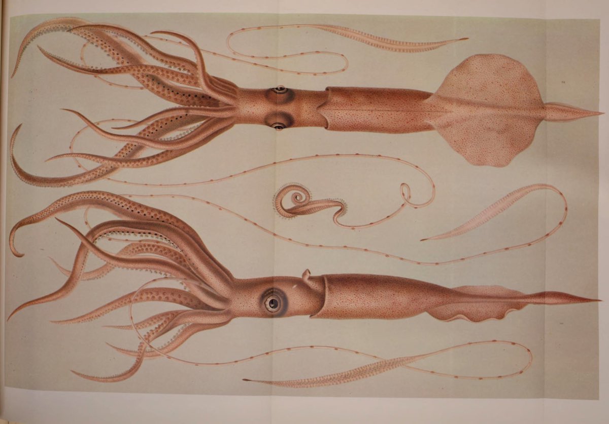 octopus_historical_12