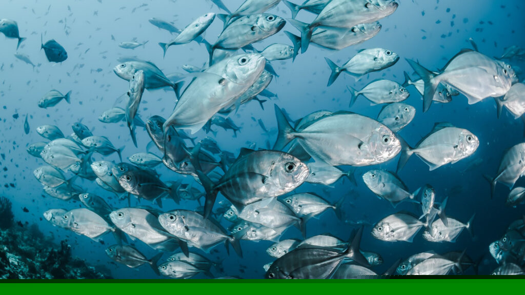 A school of fish in the Maldives