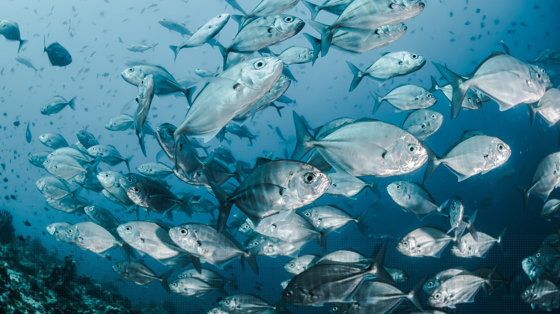 A school of fish in the Maldives