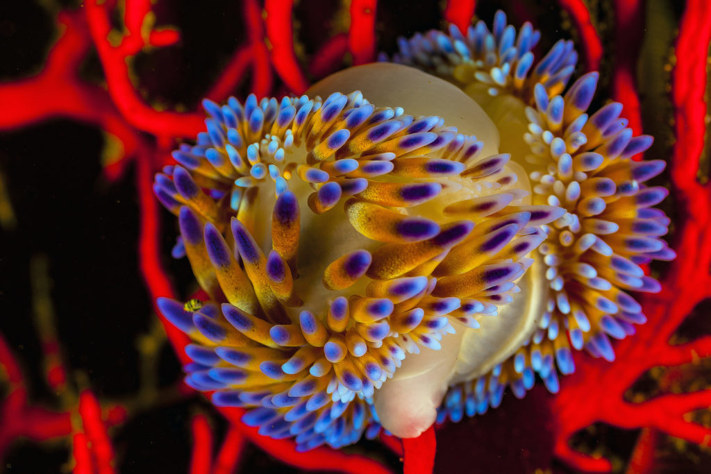 Nudibranch in the ocean