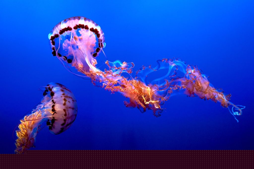 jellyfish