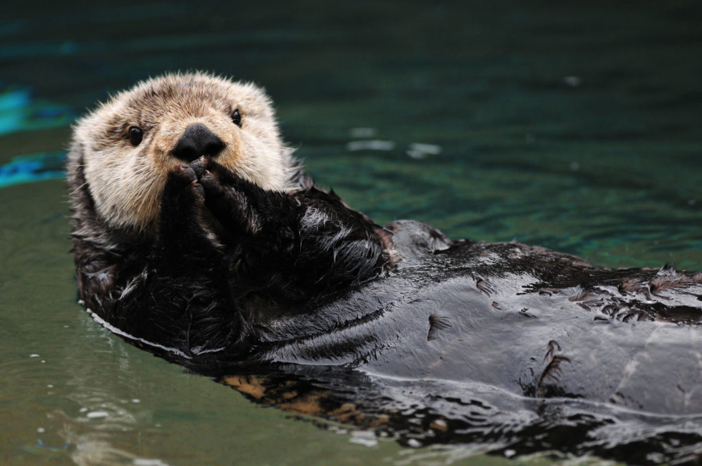 Cute otter greets visitors with both hands together